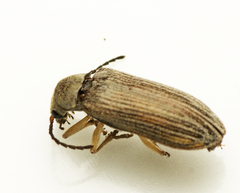 Notodascillus sublineatus