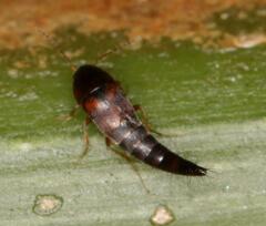 Sepedophilus