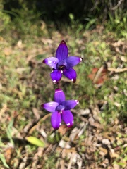 Elythranthera brunonis