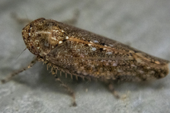 Paraphlepsius irroratus