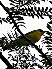 Icteria virens