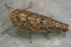 Paraphlepsius irroratus