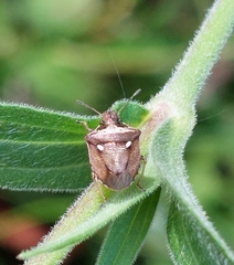 Eysarcoris aeneus