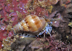 Nassarius hirtus