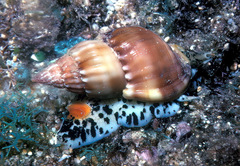 Nassarius hirtus