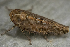 Paraphlepsius irroratus