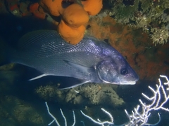 Sciaena umbra