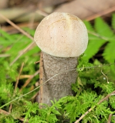 Leccinum holopus