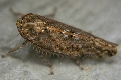 Paraphlepsius irroratus