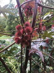Ricinus