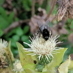 Bombus soroeensis