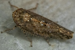 Paraphlepsius irroratus