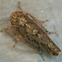 Paraphlepsius irroratus