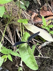 Atrocalopteryx atrata