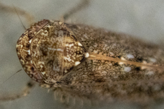 Paraphlepsius irroratus