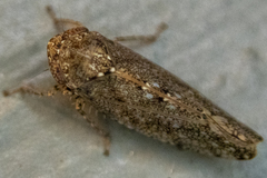 Paraphlepsius irroratus