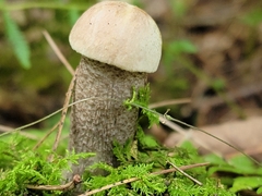 Leccinum holopus