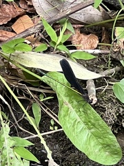 Atrocalopteryx atrata