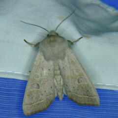 Orthosia gracilis