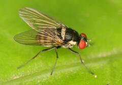 Calyptratae