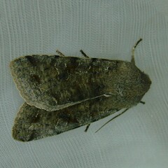 Orthosia incerta