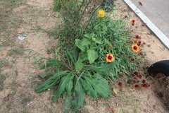 Centaurea macrocephala
