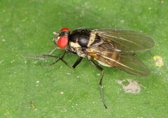 Calyptratae