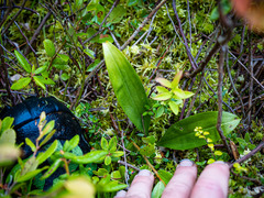 Maianthemum trifolium