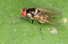 Calyptratae
