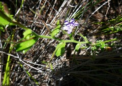 Scaevola ramosissima