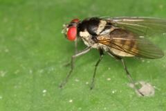 Calyptratae