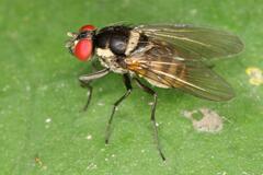 Calyptratae