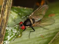 Calyptratae