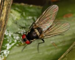 Calyptratae