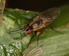 Calyptratae