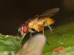 Calyptratae