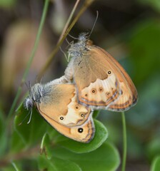 Coenonympha dorus