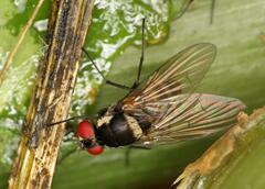Calyptratae