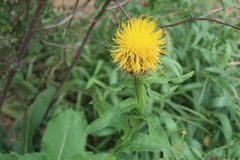 Centaurea macrocephala