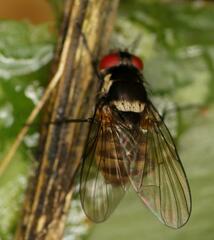 Calyptratae