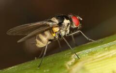 Calyptratae