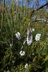 Epacris microphylla