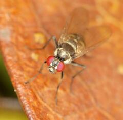 Calyptratae