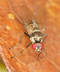 Calyptratae
