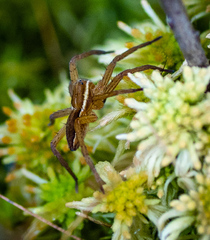 Dolomedes striatus