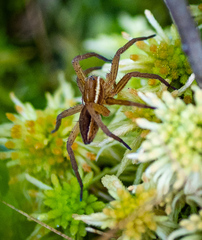 Dolomedes striatus