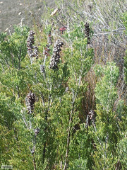 Paranomus bracteolaris