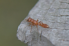 Tetraponera
