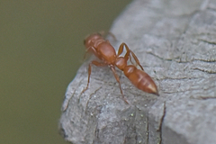 Tetraponera