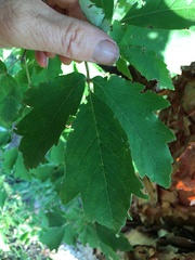 Acer griseum